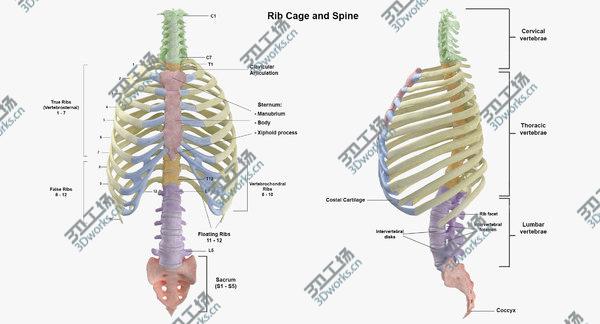 images/goods_img/20210312/Real Human Rib Cage Spine Calvicle and Scapula Bones Anatomy White 01 3D model/3.jpg